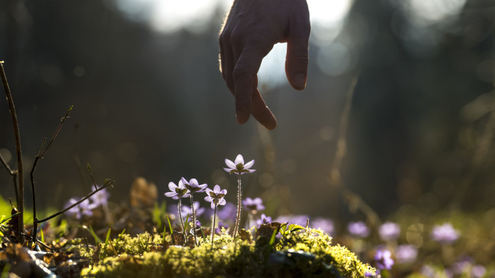 mano che coglie un fiore