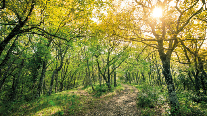 piccola radura nel bosco con alberi e sole