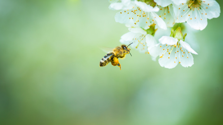 ape che impollina un fiore